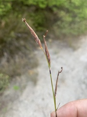 Schoenus calostachyus