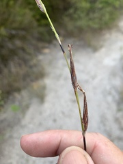 Schoenus calostachyus