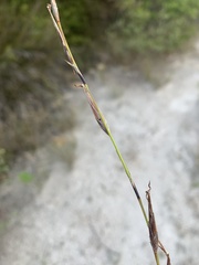 Schoenus calostachyus