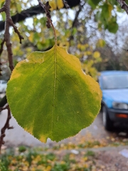 Prunus armeniaca