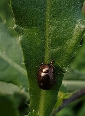 Chrysolina staphylaea