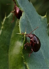 Chrysolina staphylaea