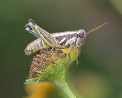 Paraidemona