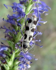 Chlorophorus herbstii