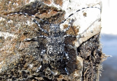 Aegomorphus clavipes