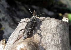 Xylotrechus rusticus