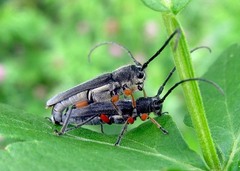 Phytoecia icterica