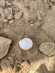 Sphincterochila prophetarum