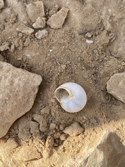 Sphincterochila prophetarum