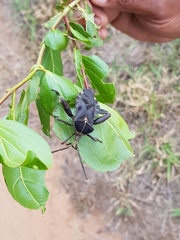 Petascelis remipes