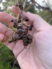 Eucalyptus latisinensis