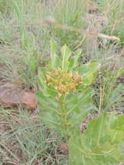 Pachycarpus concolor