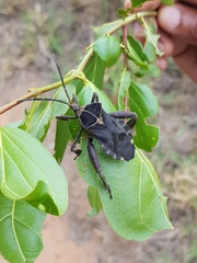 Petascelis remipes