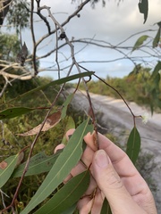 Eucalyptus latisinensis