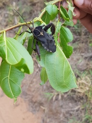Petascelis remipes