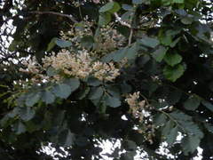Dalbergia latifolia