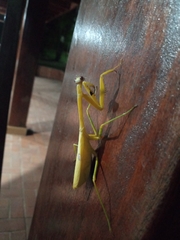 Stagmatoptera binotata