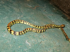 Siphlophis cervinus