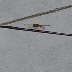 Erythrodiplax umbrata