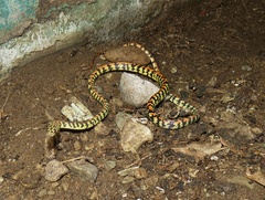 Siphlophis cervinus