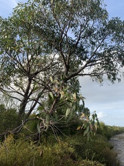 Eucalyptus latisinensis