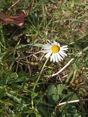 Bellis perennis