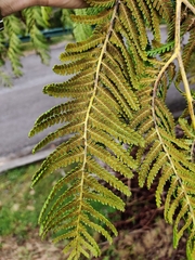 Sphaeropteris excelsa