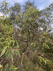 Eucalyptus latisinensis