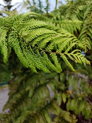 Sphaeropteris excelsa