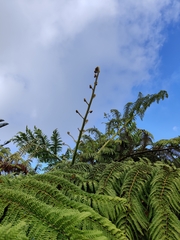 Sphaeropteris excelsa