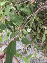 Eucalyptus latisinensis