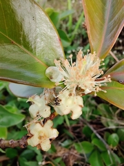 Psidium cattleyanum