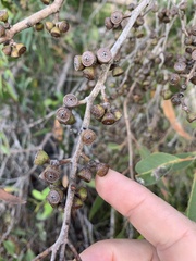 Eucalyptus latisinensis