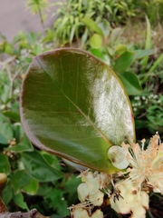 Psidium cattleyanum