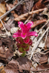 Curcuma zedoaria