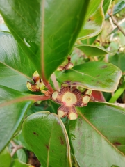 Psidium cattleyanum