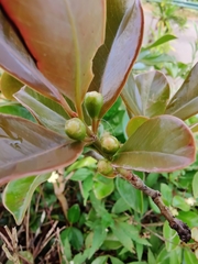 Psidium cattleyanum