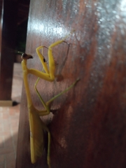 Stagmatoptera binotata