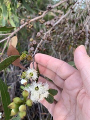 Eucalyptus latisinensis