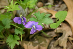 Viola palmata