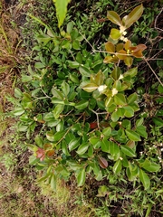 Psidium cattleyanum