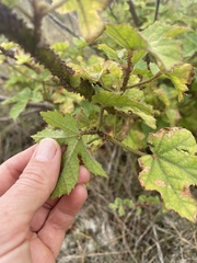 Hibiscus diversifolius