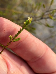 Micromyrtus littoralis