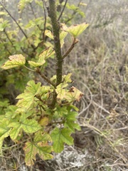 Hibiscus diversifolius