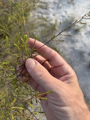 Micromyrtus littoralis