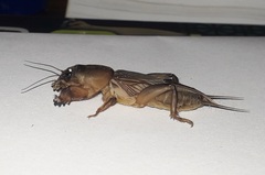 Gryllotalpa orientalis