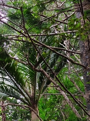 Cyanoramphus cookii