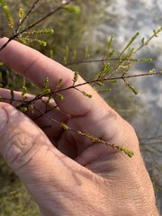 Micromyrtus littoralis