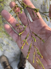 Micromyrtus littoralis