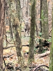 Odocoileus virginianus